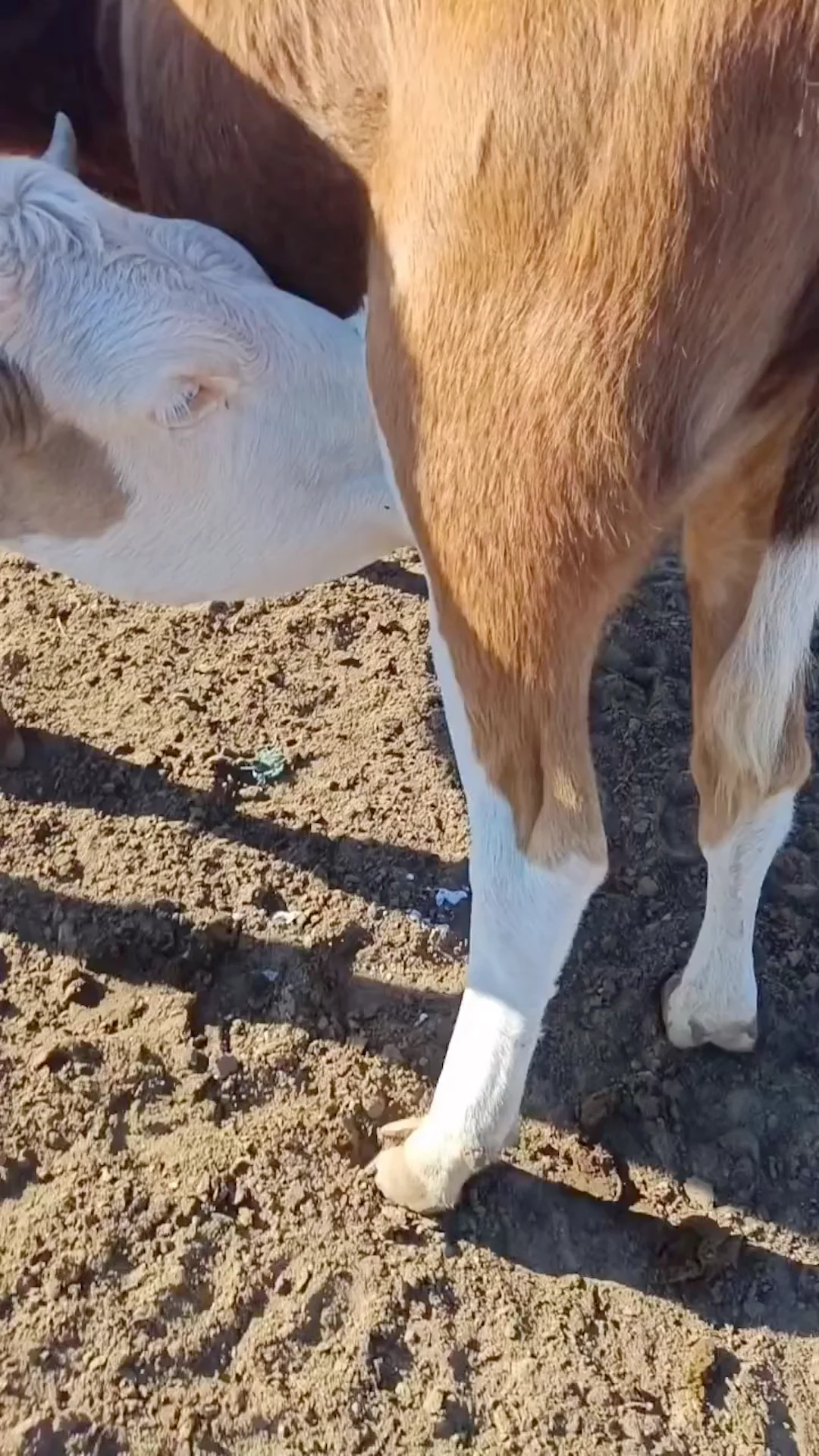 The Role of Bovino in the Modern Meat Industry