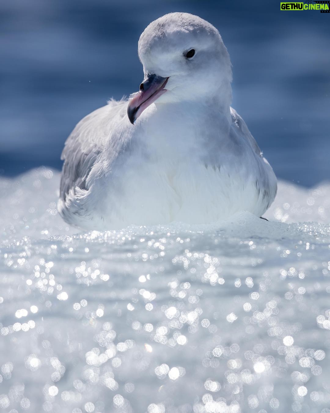 Chris Packham: Champion of Wildlife and Conservation