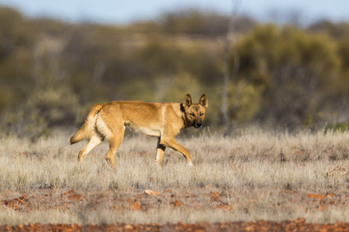 Dingoes: The Unique Wild Canine of Australia