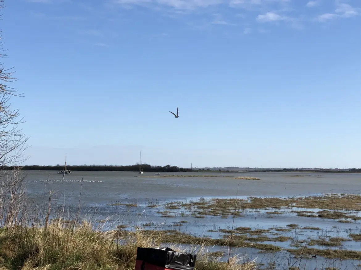Exploring the Ecological Importance of Northey Island