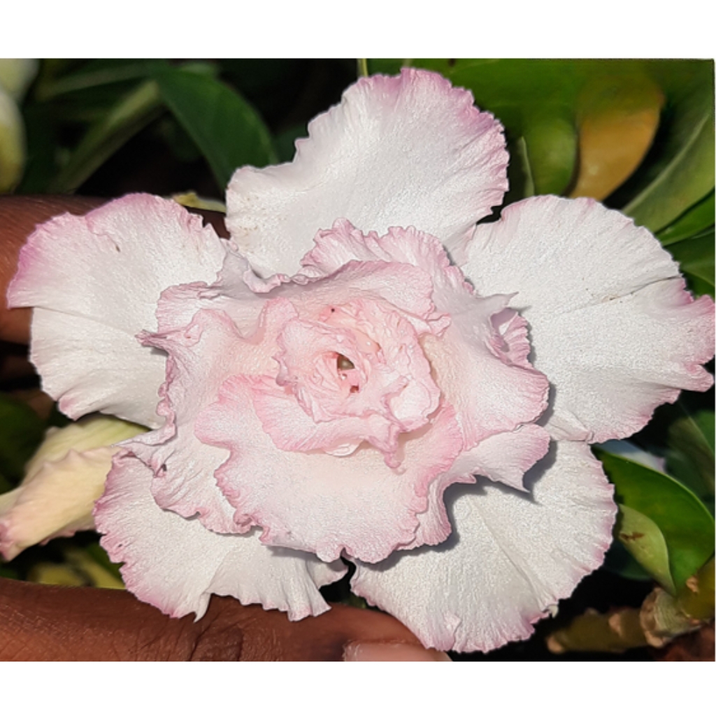 The Cultural Significance of Ain in Our Society