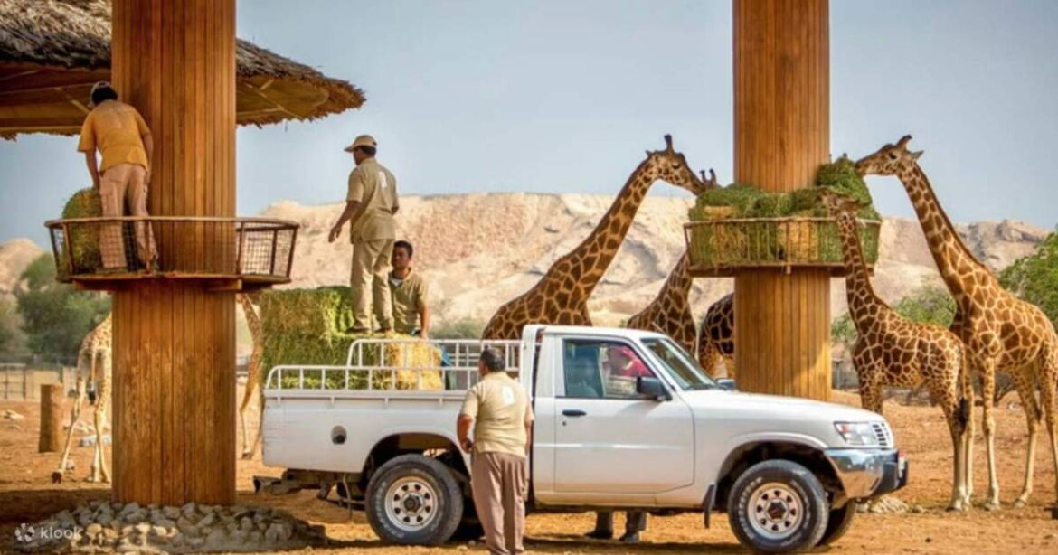 A Comprehensive Overview of Ain Province in Saudi Arabia