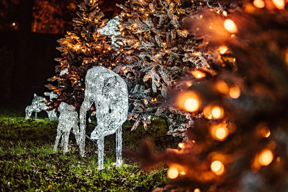 Discover the Enchantment of the Bright Light Trail in New Zealand