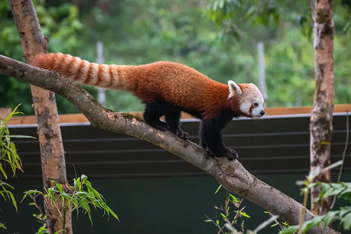 Bristol Zoo: Reopening and Future Conservation Efforts