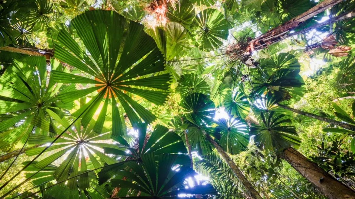 Cape Verde Stomach Bug Deaths: A Growing Public Health Concern