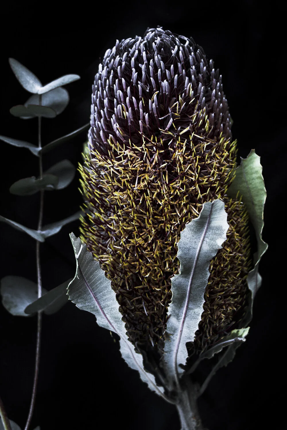 Unveiling Elizabeth Hosking: A Rising Star in Literature