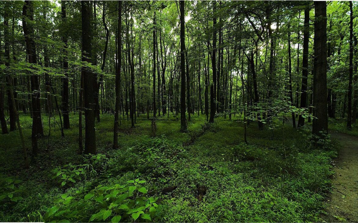 The Significance of Forest Green in Design and Nature
