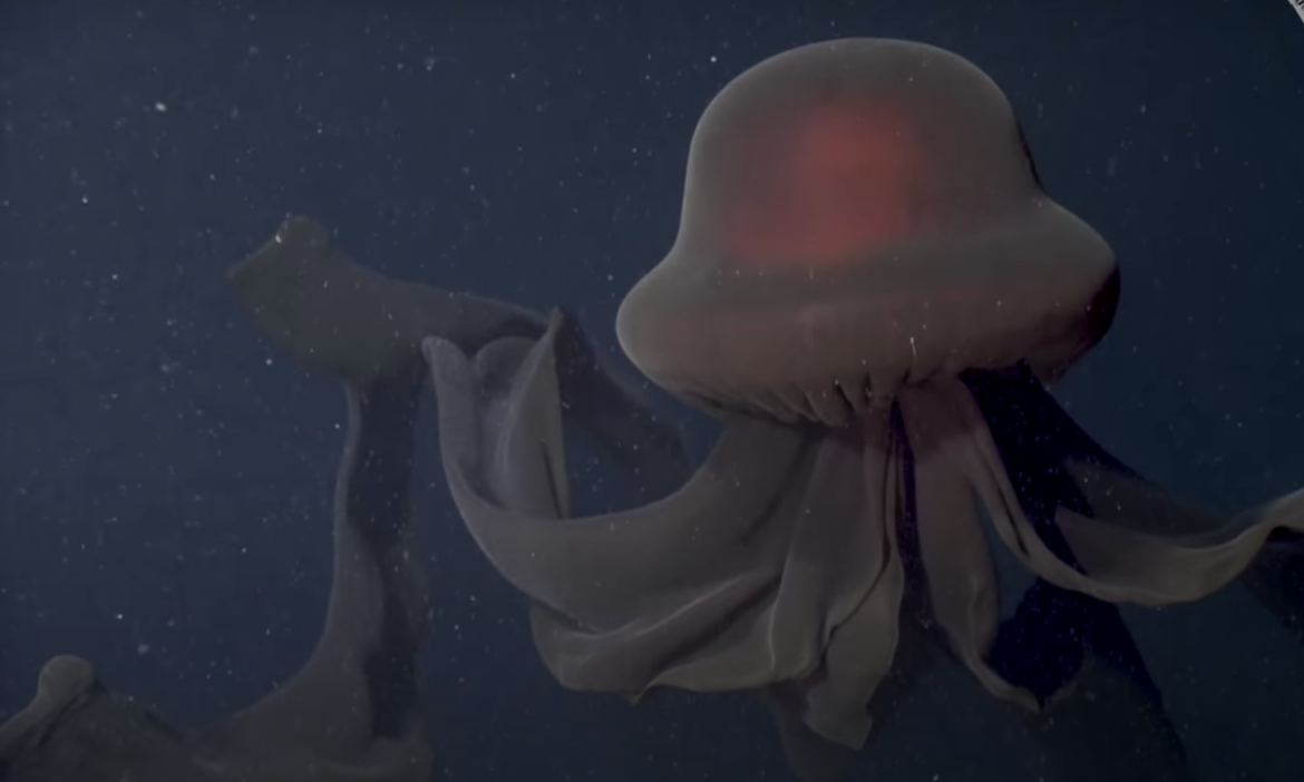 The Enigmatic Giant Phantom Jellyfish: A Marine Wonder