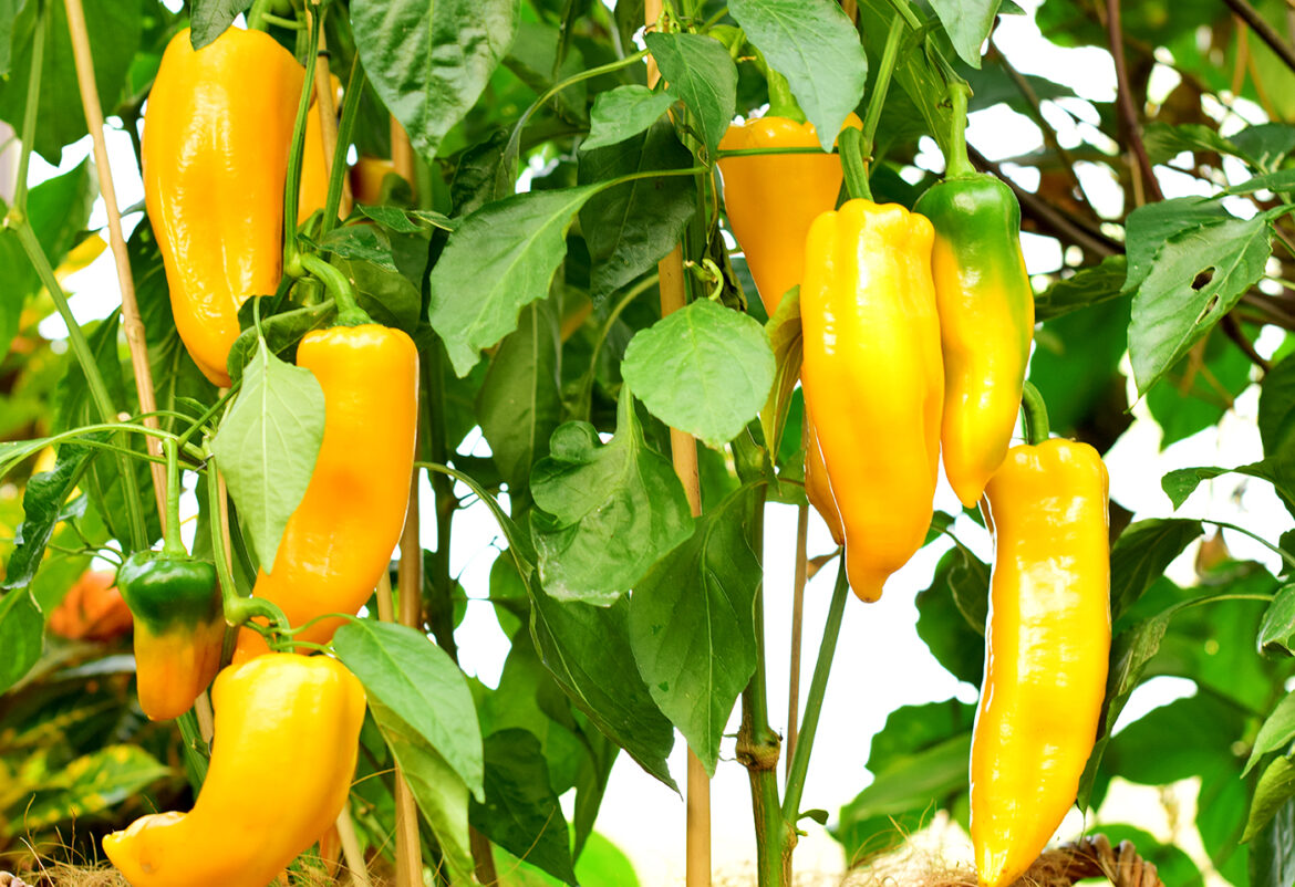 Guy Pepper: Innovating the Culinary Scene