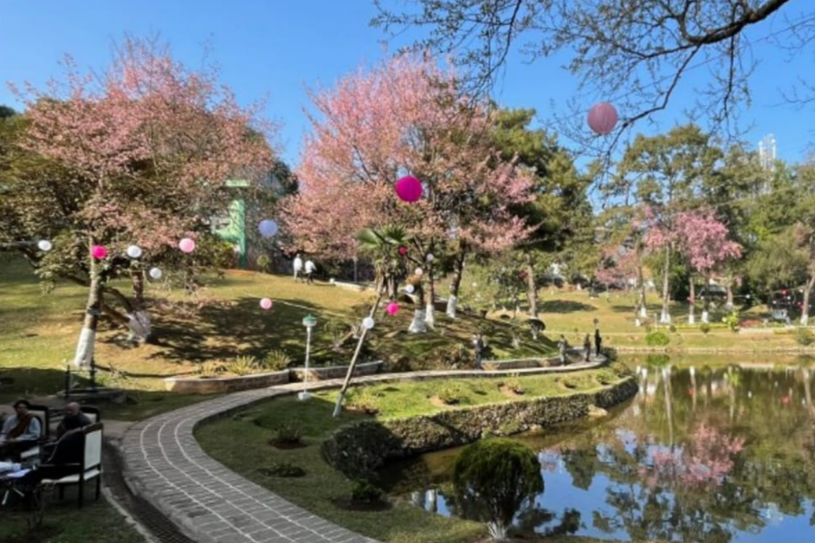 Japan Cherry Blossom Festival Cancelled Amid Ongoing Concerns