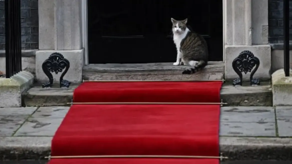 Larry the Cat: A Cuddly Icon in UK Politics