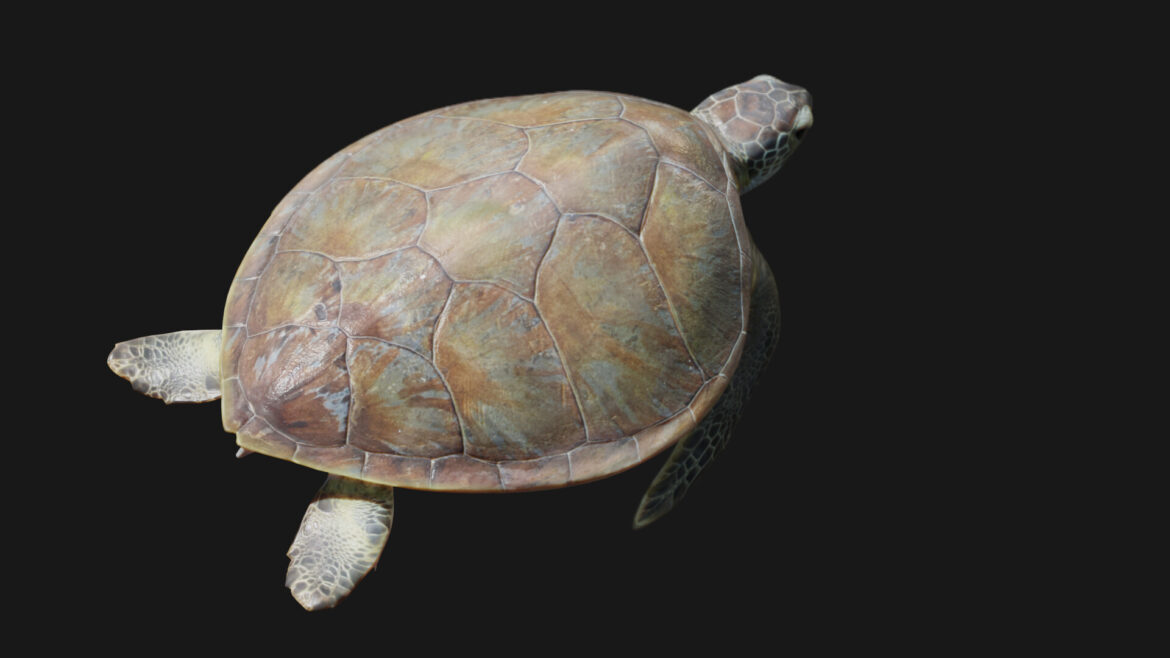 The Legacy of Martin Johnson: A Rugby Icon