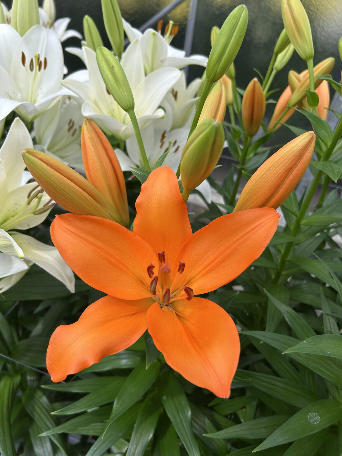 Exploring Ponta Delgada: The Heart of the Azores