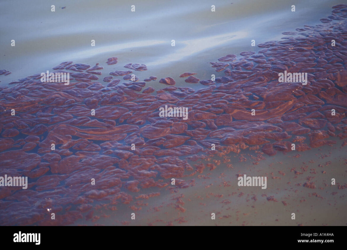 The Sea Empress Oil Spill: An Environmental Disaster