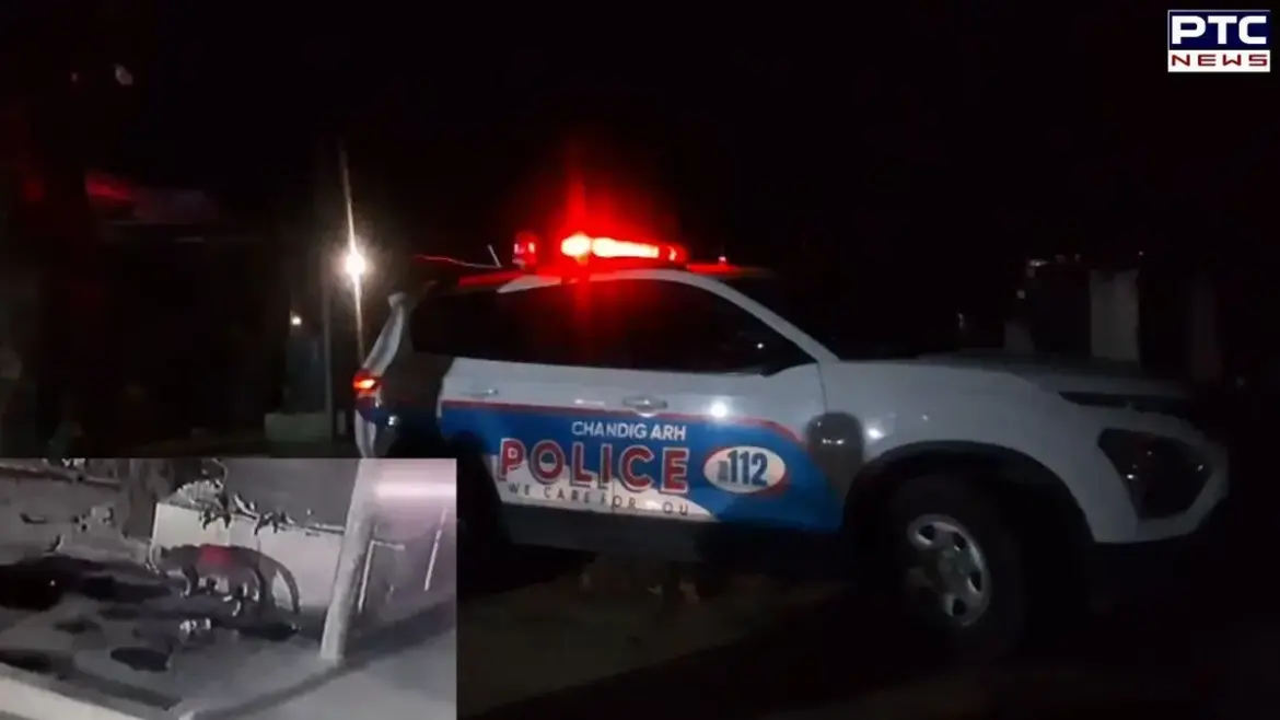 Grips: Panic  Chandigarh as Residents Spot Leopard in Sector 29