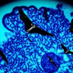 nipah virus — IN news