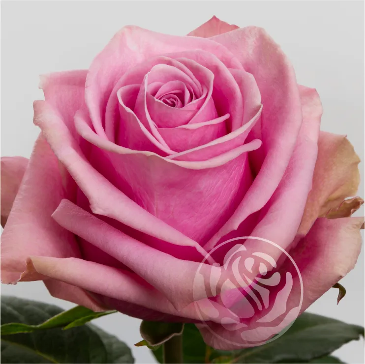 Scandal: Curchorem : Public Outrage and Political Pressure Mount