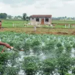 imd 2026 monsoon forecast — IN news