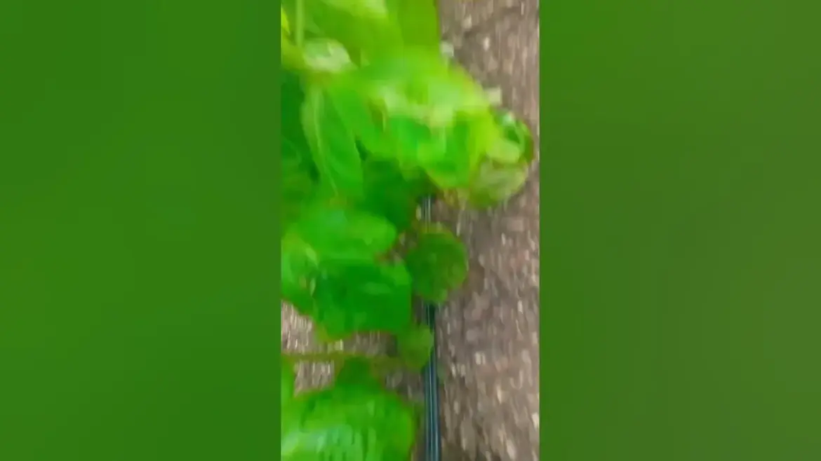 खेत: Tragic School Van Accident in Field Claims One Child’s Life