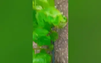 खेत — IN news