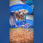 വെളിച്ചെണ്ണ — IN news