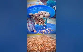 വെളിച്ചെണ്ണ — IN news