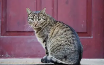 cat gatekeeper extension — IN news