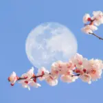 flower moon full moon — IN news