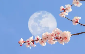 flower moon full moon — IN news