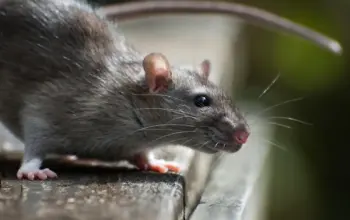 hantavirus infections cruise ship — IN news